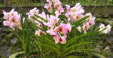 Orchid & Hibiscus Garden в Куала Лумпуре