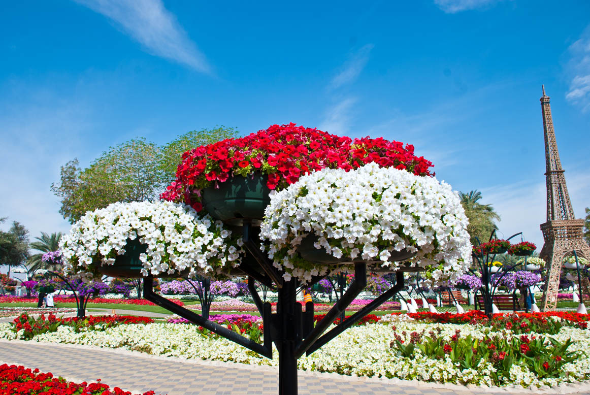 Парк цветов в Аль-Айне (г. Аль-Айн)