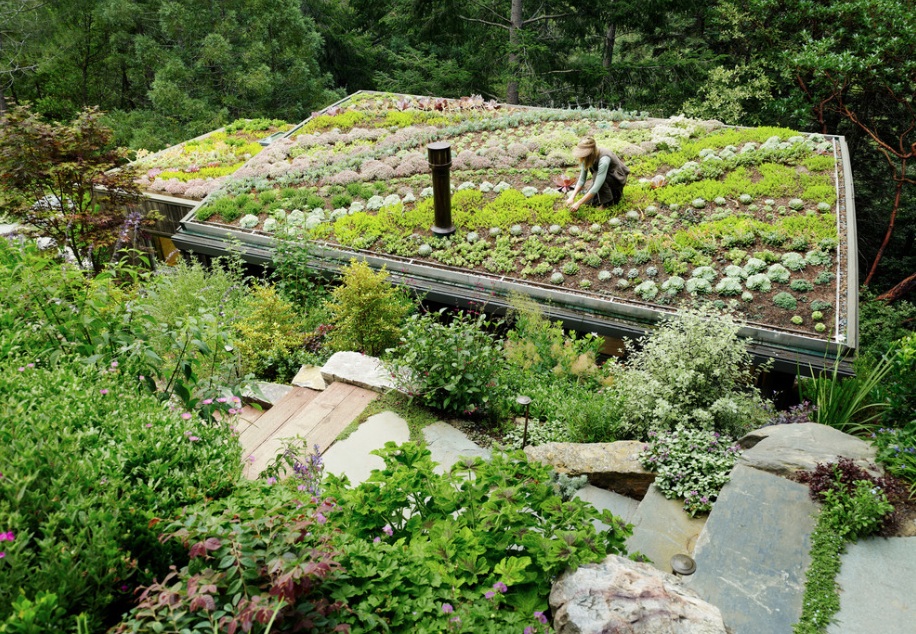 Выращивание растений на крыше