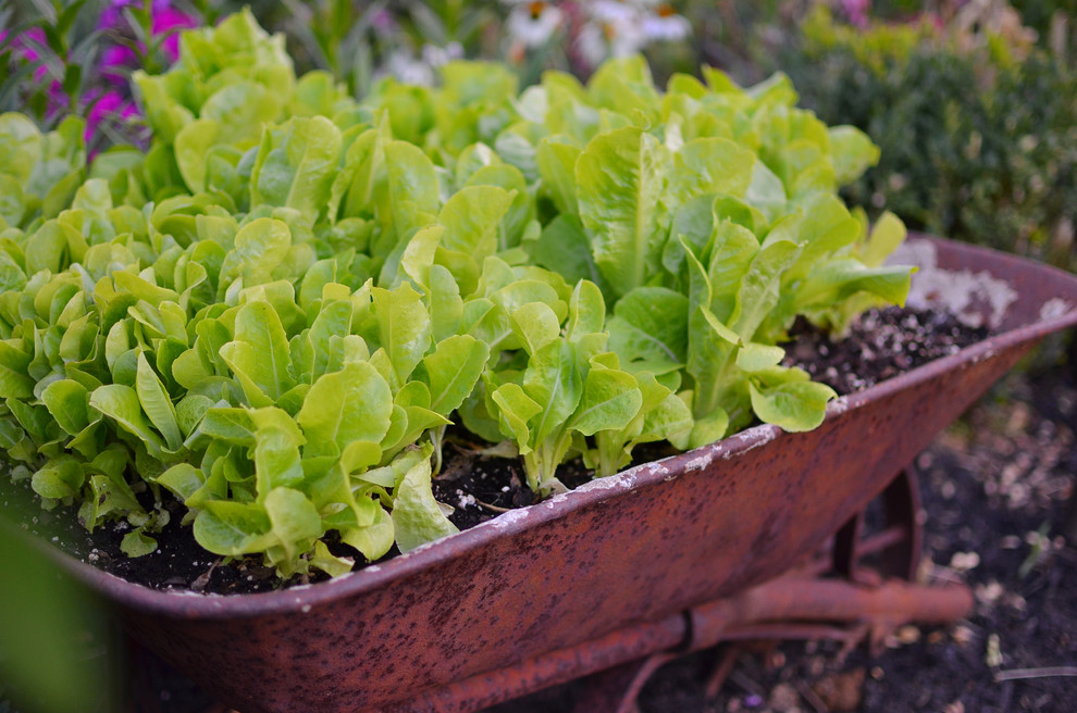 Как красиво посадить салат на грядке фото