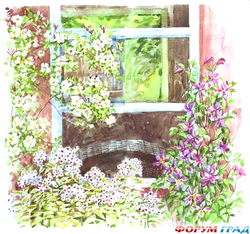 Декоративные растения под окном