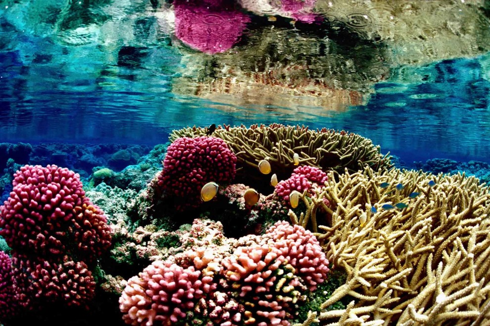 Коралловые рифы у острова Самоа