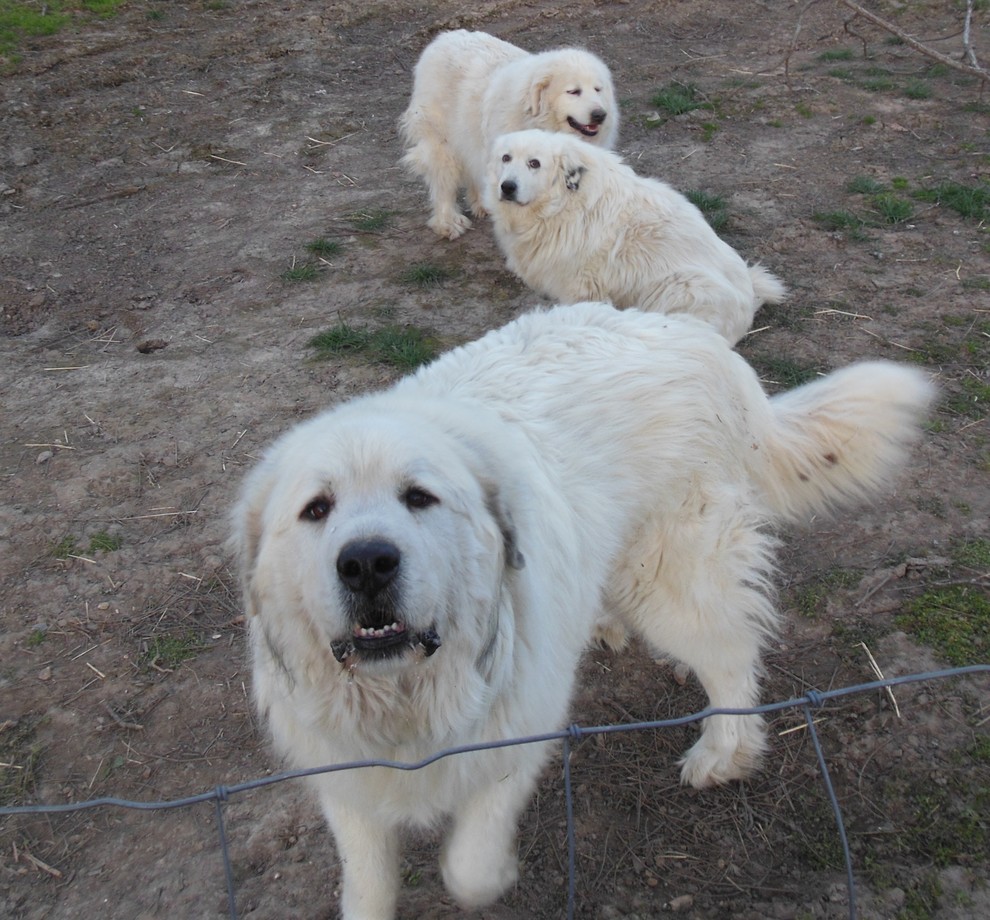 Собаки владельца фермы Max, Belle и Angel