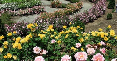 Сад роз Flower Festival Commemorative Park в Гифу