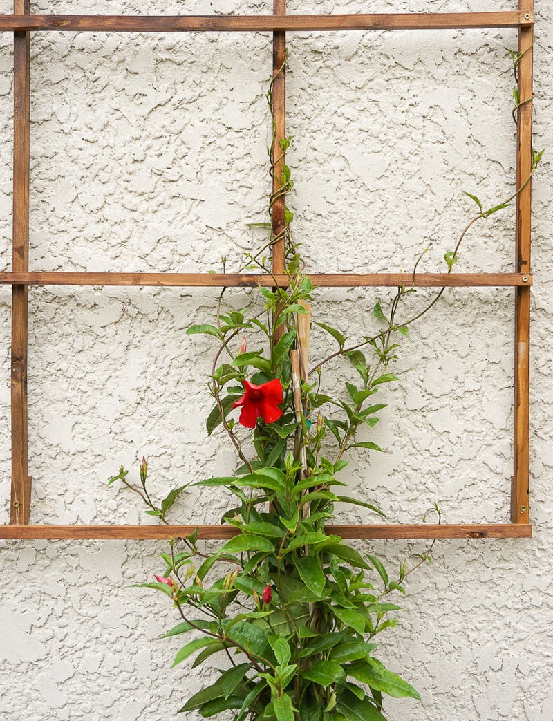 Вьющиеся растения у стены дома