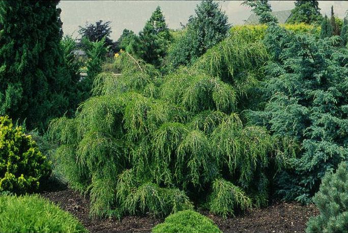 Хвойные деревья для каменистых садов: можжевельник виргинский Пендула