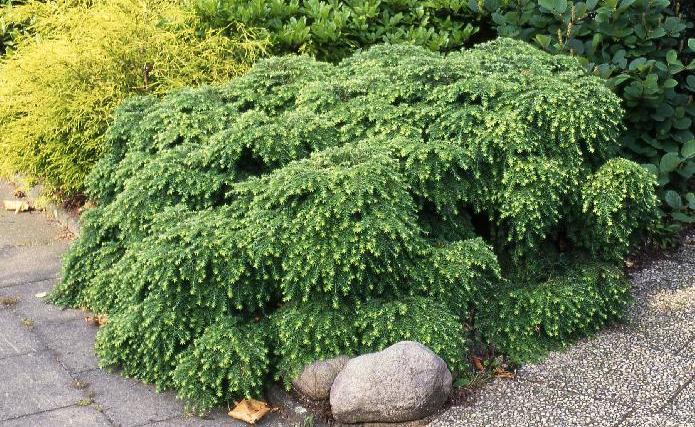 Хвойные деревья для каменистых садов: тсуга канадская Нана