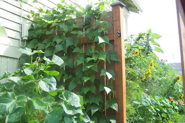 Интересные идеи вертикального озеленения: традиционный садовый трельяж