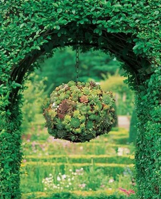 Интересные идеи вертикального озеленения: декоративный шар из суккулентов