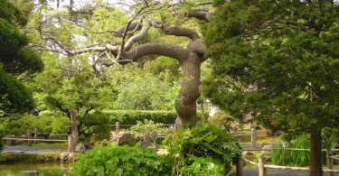 Японский сад Hagiwara Tea Garden