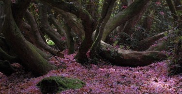 The Lost Gardens of Heligan в Англии