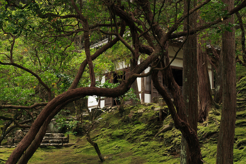 Гибнущий сад. Сад мхов в Японии. Парк мхов в Японии. Сад мхов. Умиротворяющая садик фото.