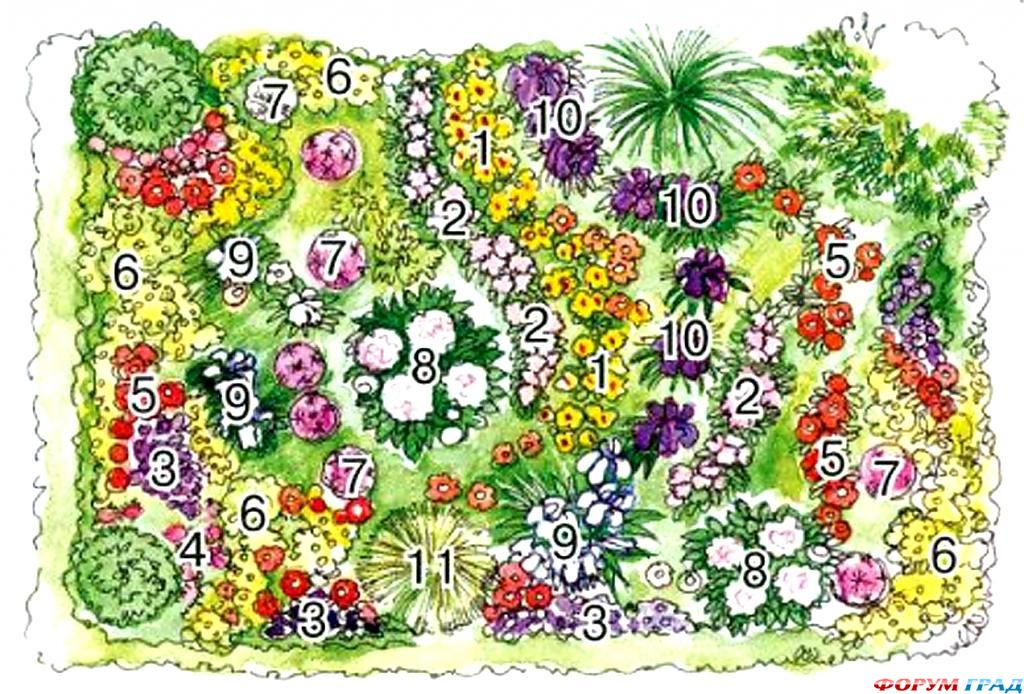 Схема композиции из многолетних растений