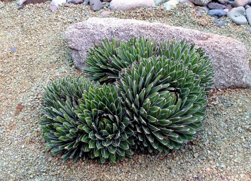 Растение для ландшафтного дизайна сада - агава королевы Виктории