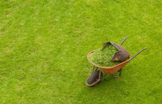 Рекомендации по уходу за газоном: стрижка травяного покрова