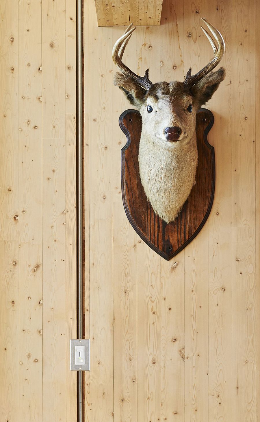 Резиденция Cross-Laminated-Timber - голова оленя (чучело) на стене как прекрасное дополнение интерьера