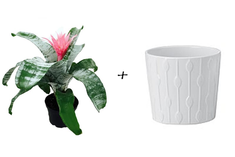 Садовые идеи: Бромелия + Белый узорчатый горшок от Ikea