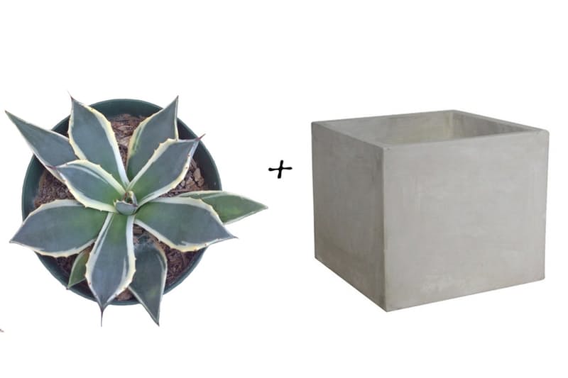 Садовые идеи: Агава + Квадратный бетонный горшок от Target