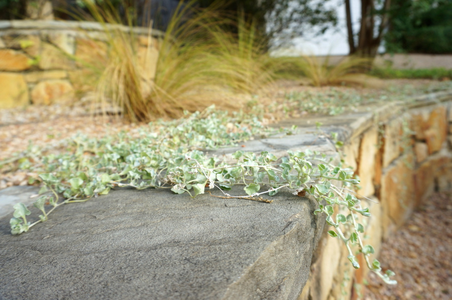 Ползучие растения на каменной кладке