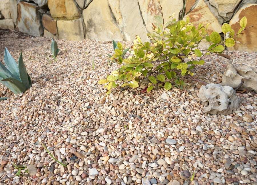 Минимум растений на мелких камнях
