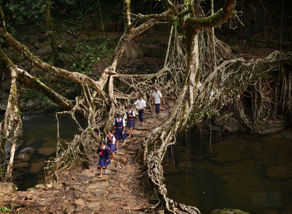 Мост из корней деревьев в Индии