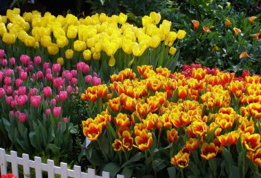 Цветочная композиция из тюльпанов