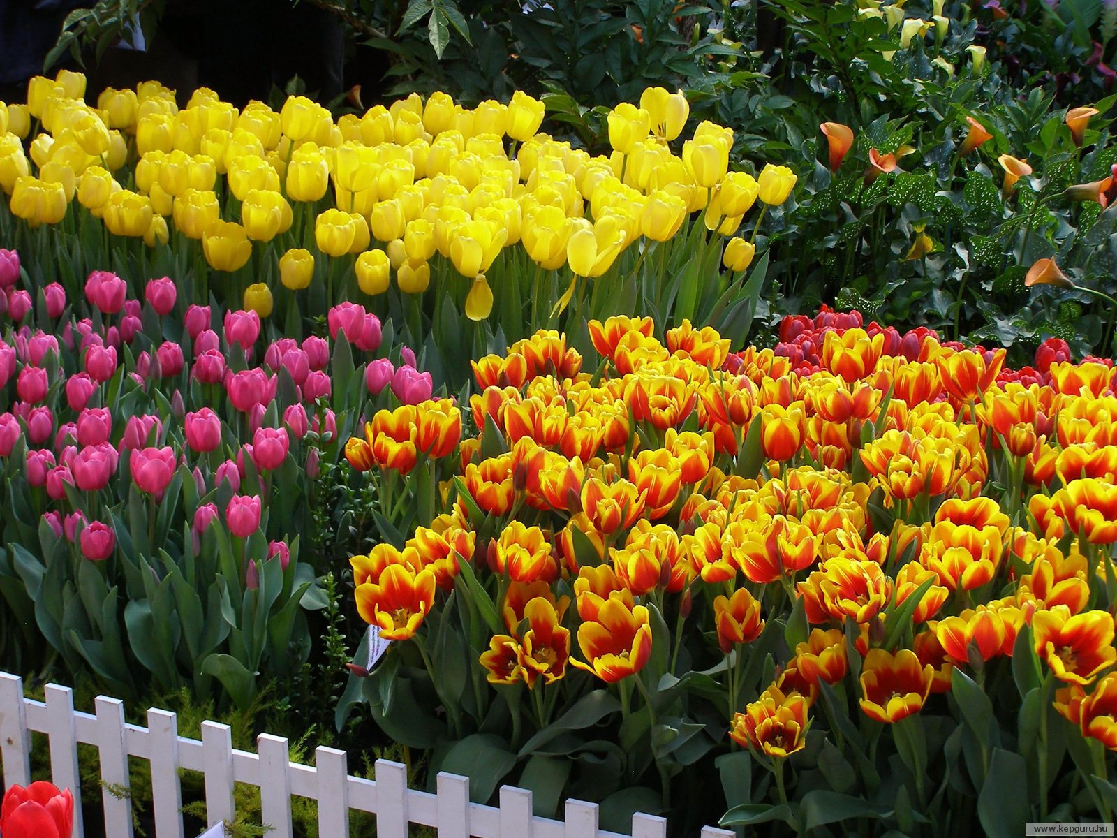 Композиция из весенних цветов: тюльпаны разных сортов
