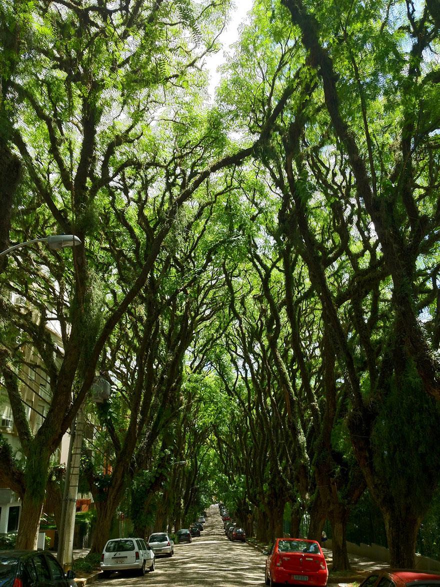Тоннель из ветвей деревьев