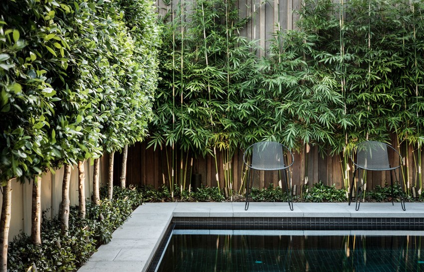 Живой забор в саду: высокий бамбук